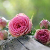 Francisca Villela Puente De Robles