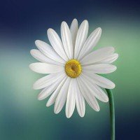 Orlando Morales Caraballo