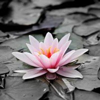 Barbara Jenelle Horn